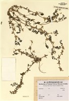 藏品(紫雲英屬)的圖片